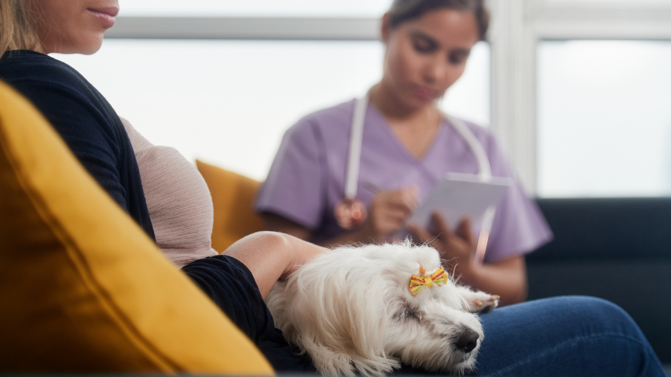 Learn what an annual reimbursement limit means in pet insurance, how to choose the right amount, and ways to pay for vet bills after hitting your maximum payout.