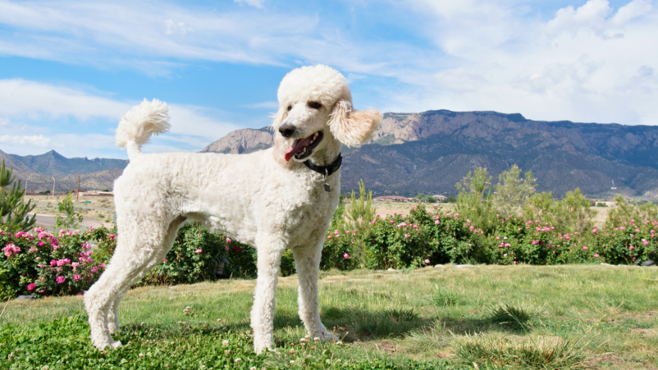 White Standard Poodle standing in yard