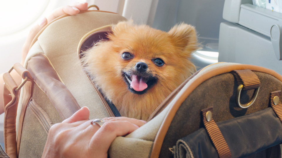 Wondering if Travelers insurance covers pets? Read our Travelers pet insurance review to learn about policy terms, coverage details, premium rates, and more.
