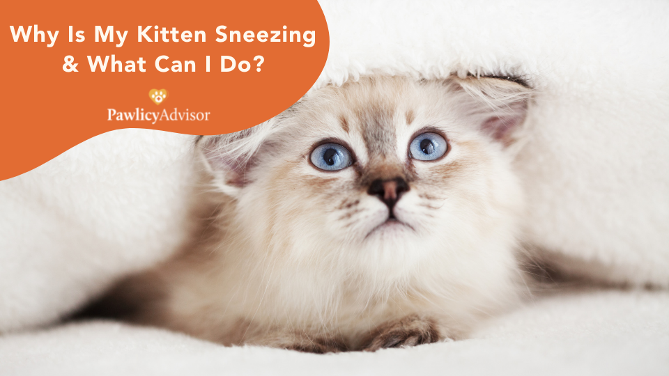 sneezing kitten