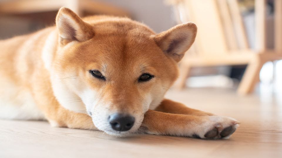Wondering how big your Shiba Inu puppy might be? These Shiba Inu growth and weight charts show you how much larger they may get, plus tips on how to make sure your Shiba Inu puppy is healthy.