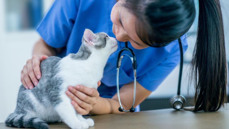 Feline heartworm disease may be less common in cats than in dogs, but it can still cause serious health complications. Learn more about heartworm symptoms in cats and how to prevent this potentially fatal disease. 