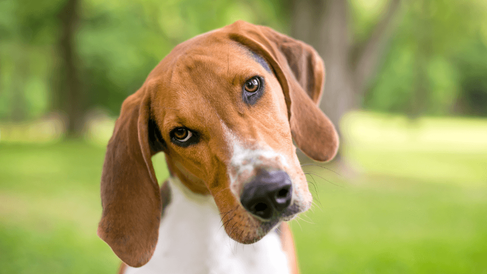 American Foxhound dog tilting head