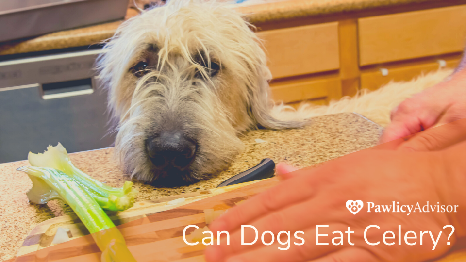 Celery has lots of nutrients that can benefit your dog if given in moderation. Before you start feeding your pet any human food, it’s always best to ask your for vet's approval.
