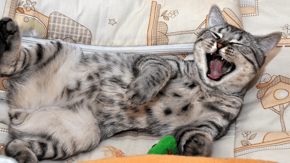 Cat laughing on couch