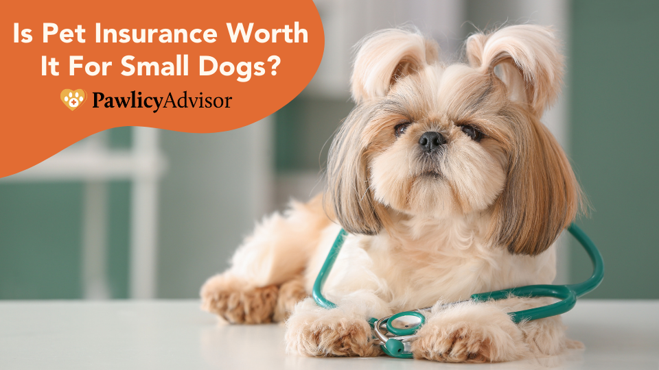 Without pet insurance, small dogs can be just as expensive to treat at the vet as dogs 10 times their size. They often experience more health issues than other breeds.