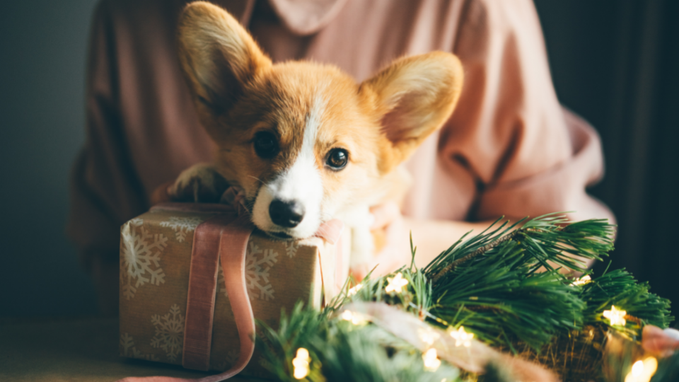 corgi puppy with christmas present