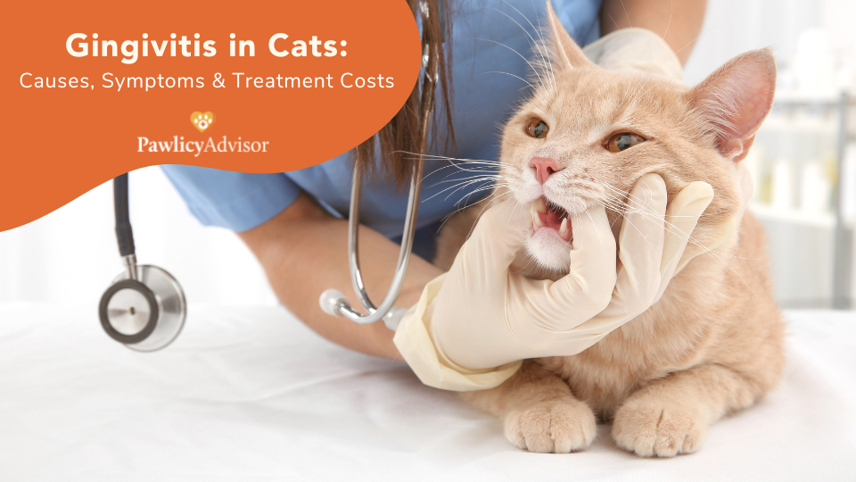 Left untreated, gingivitis in cats can turn into periodontal (gum) disease — a painful but avoidable pet dental condition. Learn how to prevent it at Pawlicy Advisor.