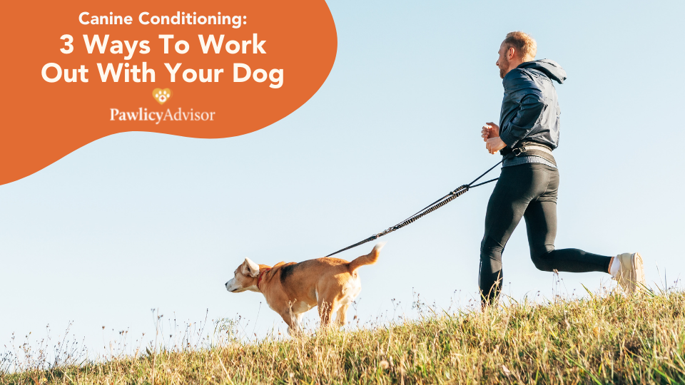 Need some ideas on how to work out with your dog? Try these 3 dog exercises to get fit with your pup!