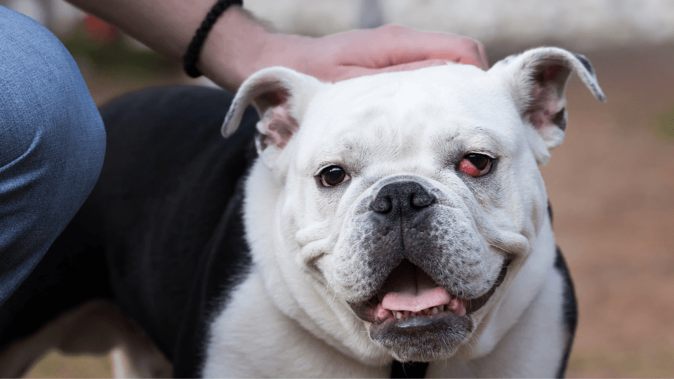 English bulldog with cherry eye