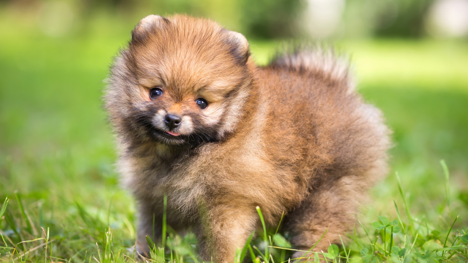 Pomeranian puppy standing in grass