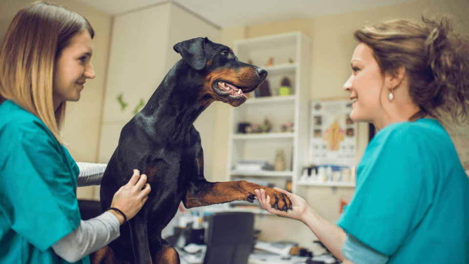 vet techs with doberman