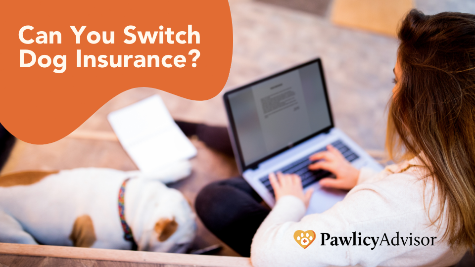 You can you switch dog insurance companies at any time, but keep these considerations in mind before changing policies.