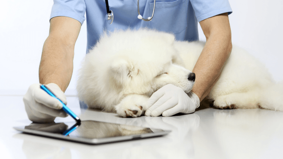 digital veterinary resources