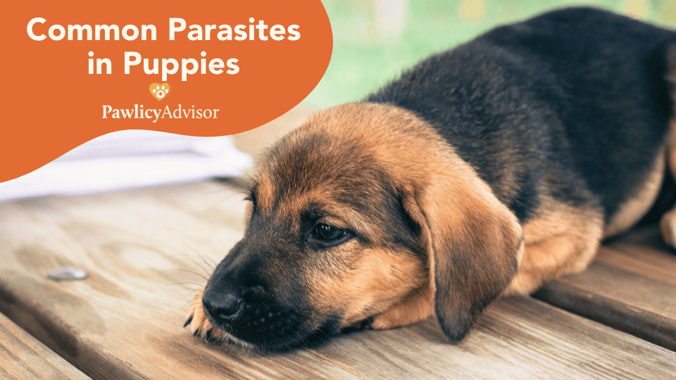 parasites in puppies