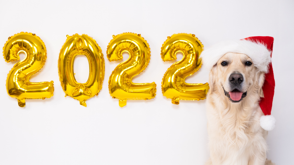 Put your best paw forward with the best New Year's resolutions for dogs. These 10 goals are perfect for pets and their parents to achieve in 2022.