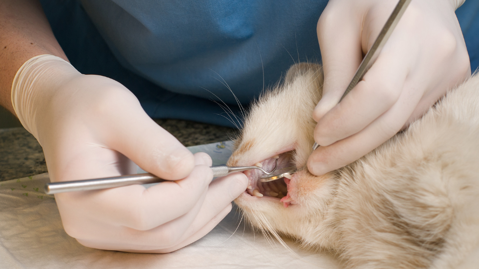 vet performing dental cleaning on cat