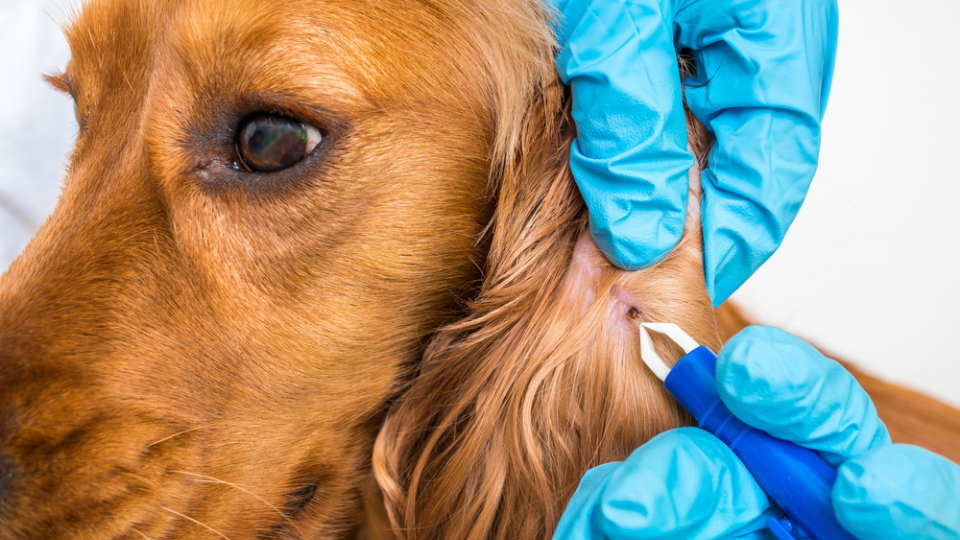 Want to learn more about Lyme disease in dogs, understand the symptoms, and find out how to cut the costs? Surgery Technician Aliyah explains everything you need to know. 