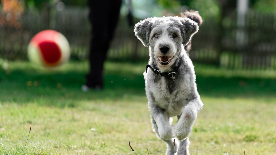 Learn about Fetch, the pet insurance recommended by The Dodo, to see how this option compares to other top providers.