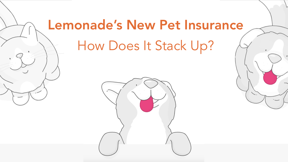 lemonade's pet insurance cats and dogs