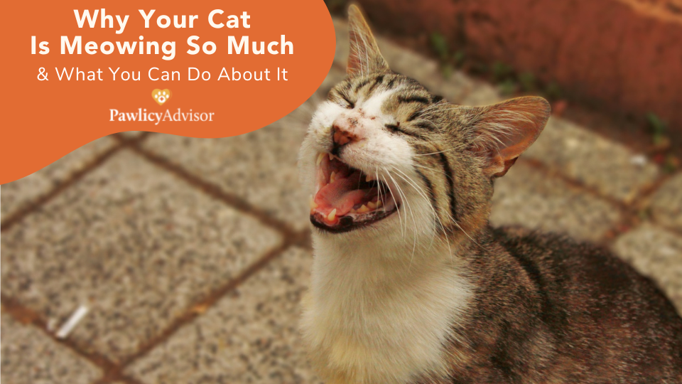 If you have cat meowing all night or a kitten that won't stop crying, you know how confusing and frustrating it can be. Learn what you can do.