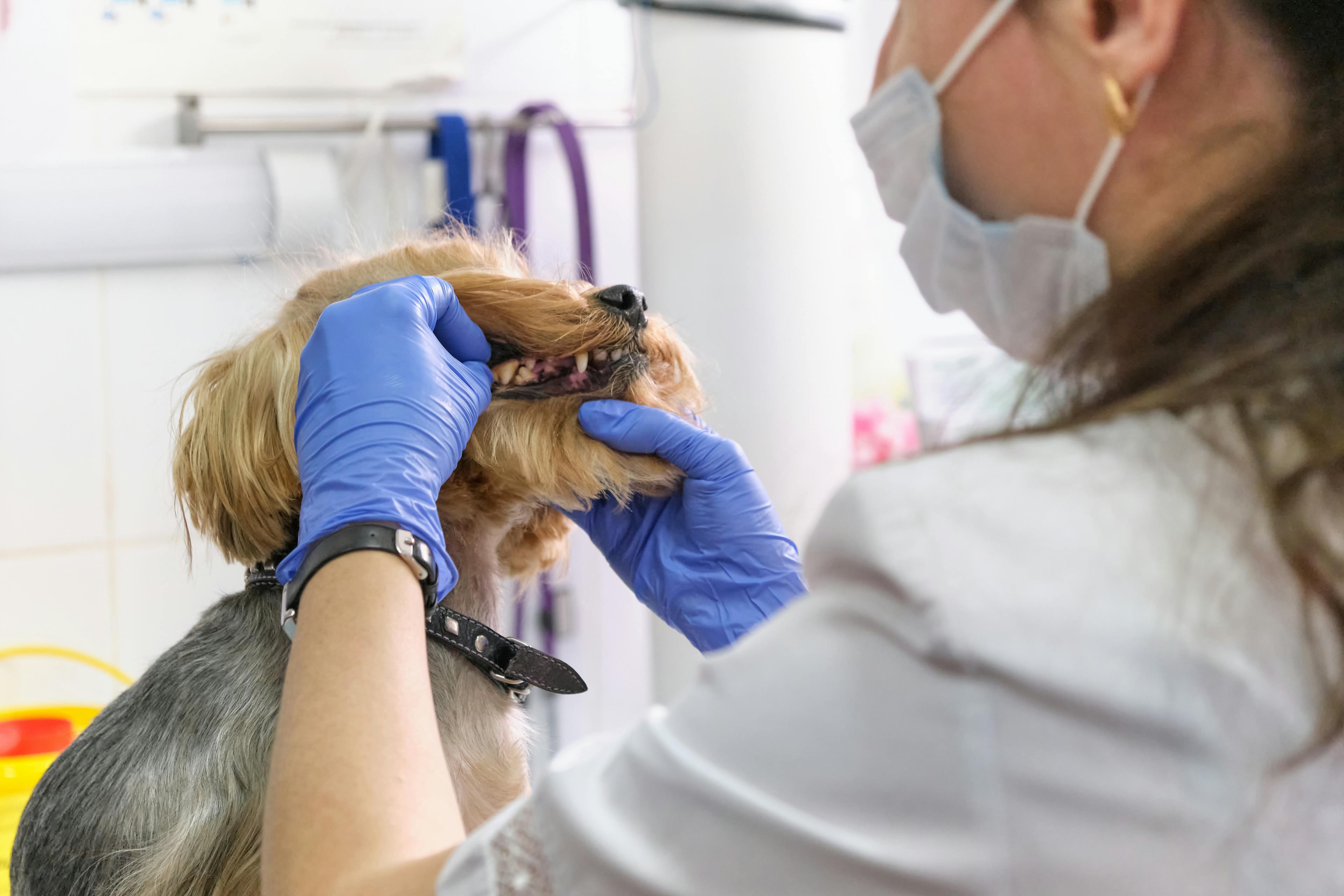 vet inspecting dog with gum disease
