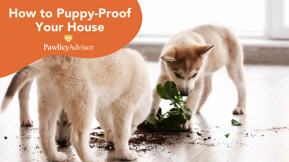 how to puppy proof your house