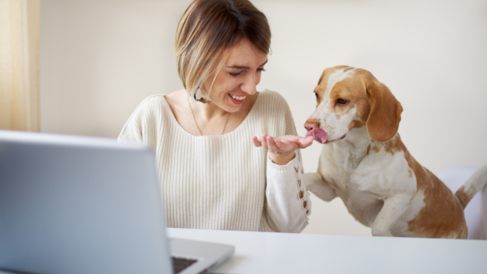 dog interrupting woman on laptop