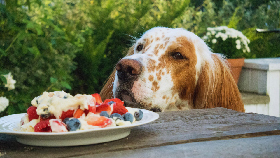 Dog wants to eat fruit dessert plate on table