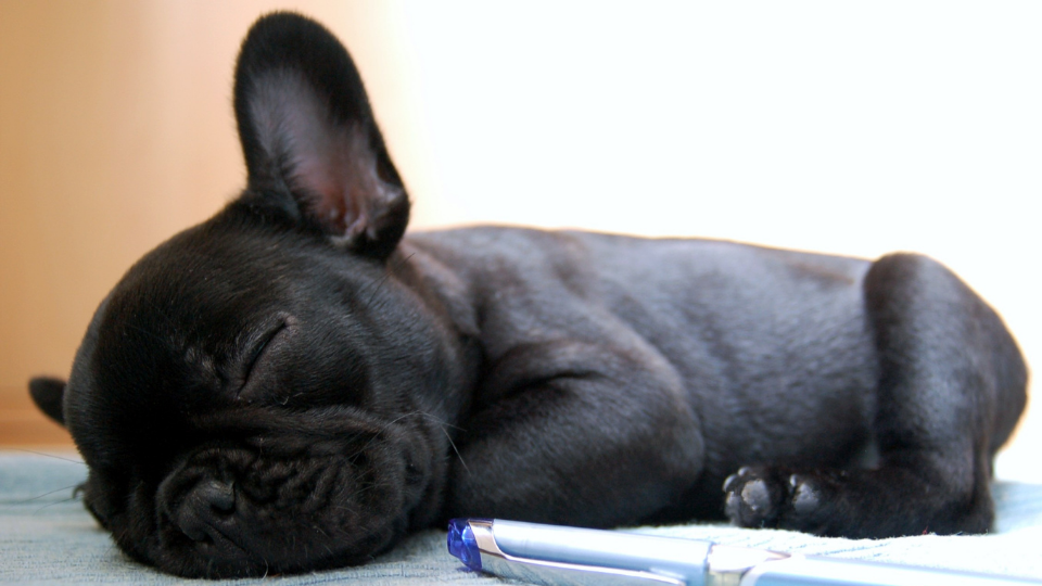 Wondering how big your French Bulldog puppy will get? Our French Bulldog growth/weight chart shows you signs that your puppy is still growing, and how to make sure your French Bulldog is healthy.