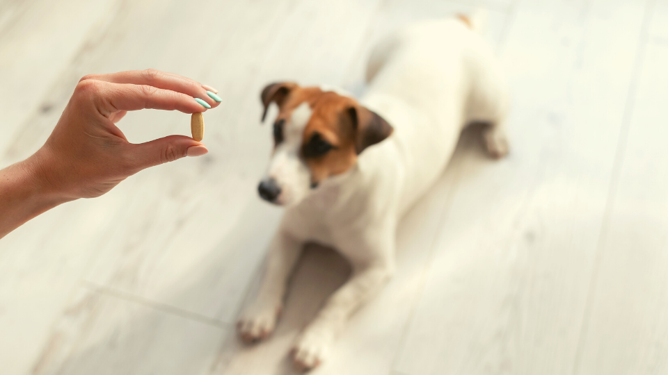 Hand holding pill tablet above dog