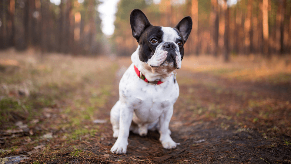 White and black French Bulldog