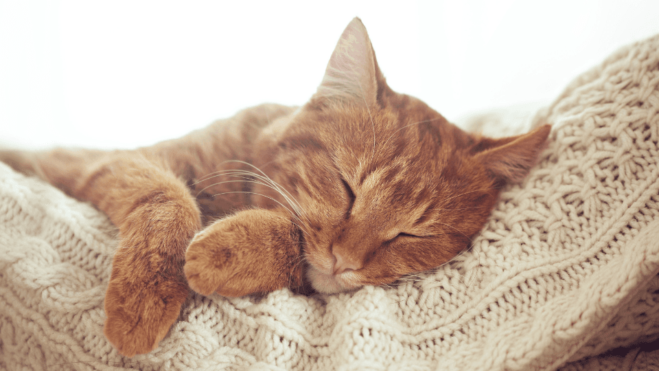 Orange cat sleeping