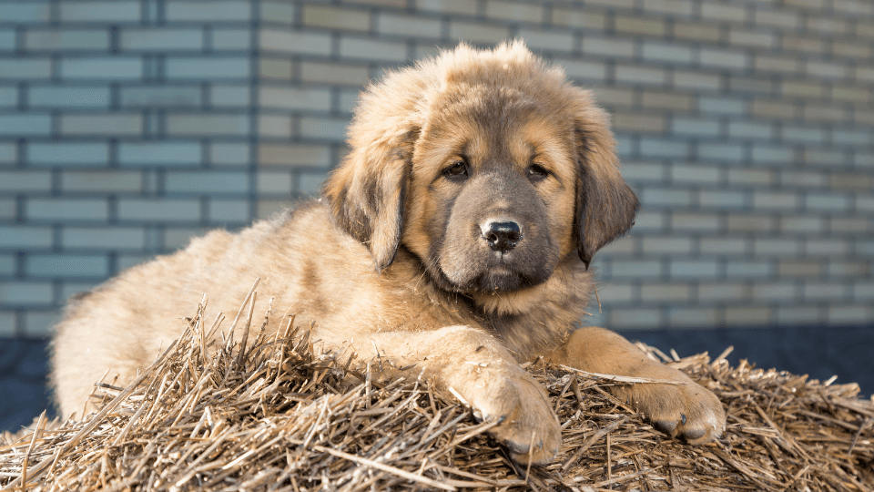 tibetan mastiff puppy on straw