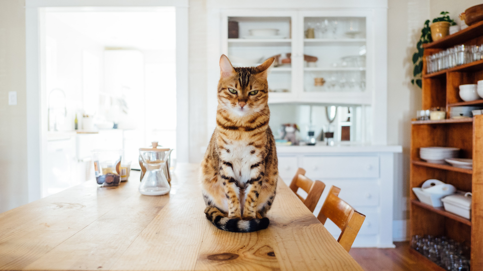 Is there a cat insurance plan that provides complete protection? Learn how to find the most coverage for your cat’s health and financial security.