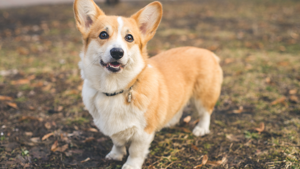 Is Corgi the best choice for you and your family? Learn more about this dog breed, including physical traits, temperament, history, care requirements, and more.