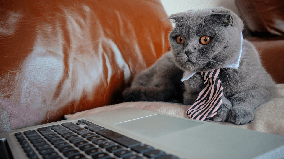 working cat