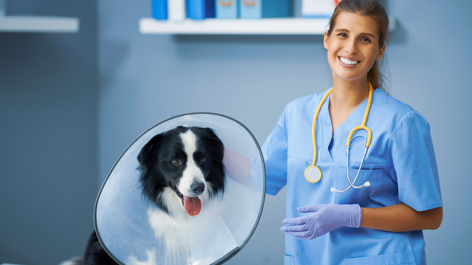 Spayed dog wearing cone with vet