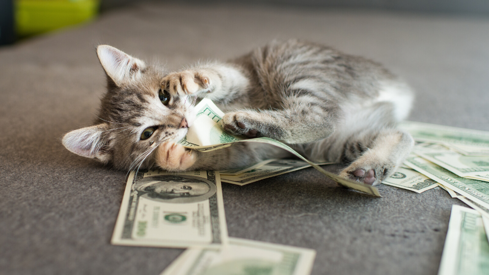 kitten with money and bills to pay