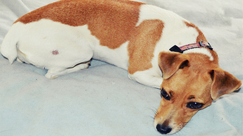 Jack Russel with ringworm infection