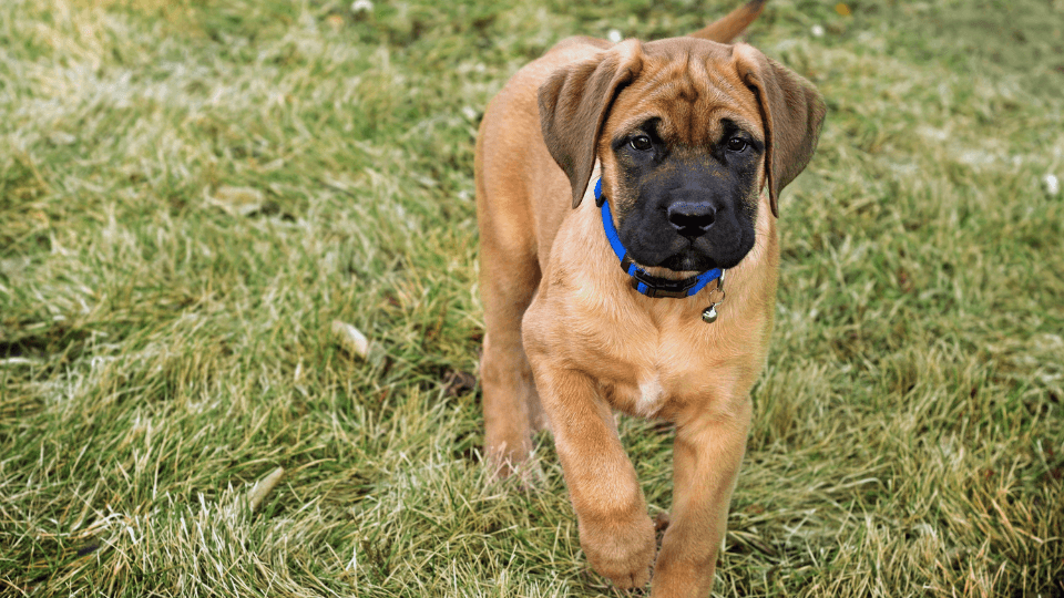 english mastiff puppy