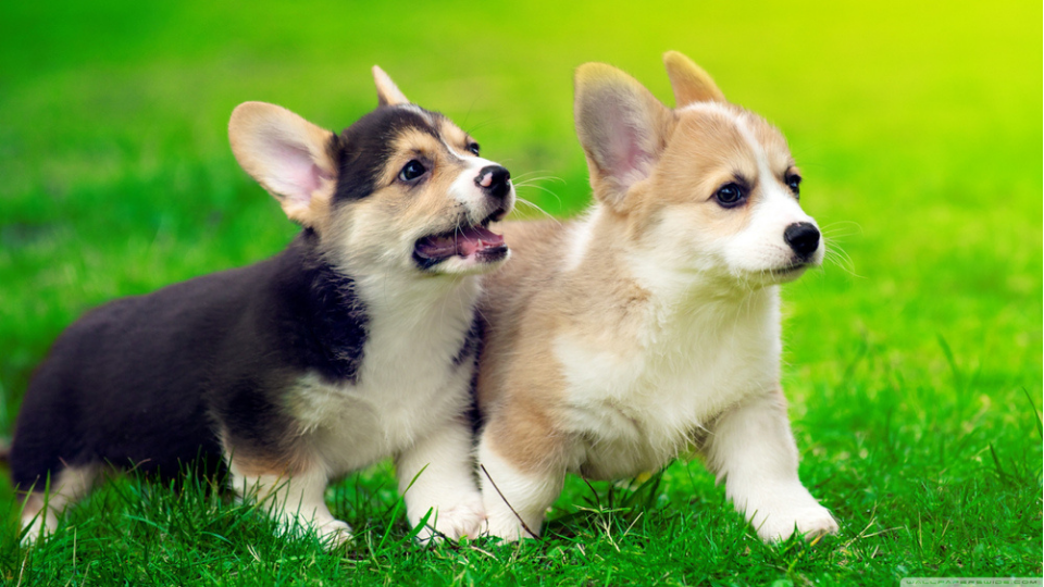 Wondering how big your Corgi puppy will get? Our Corgi growth/weight chart shows you signs that your puppy is still growing, and how to make sure your Corgi is healthy.