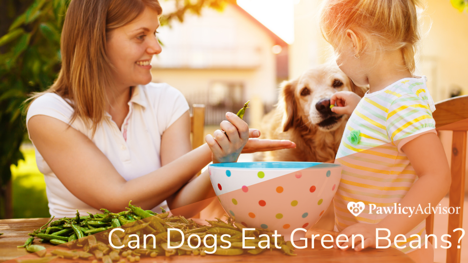Not only can dogs eat green beans, but some argue they should eat them every day. Plain green beans may be a healthy addition to your dog's diet, but just like with every new food, it’s always a good idea to consult your vet first.