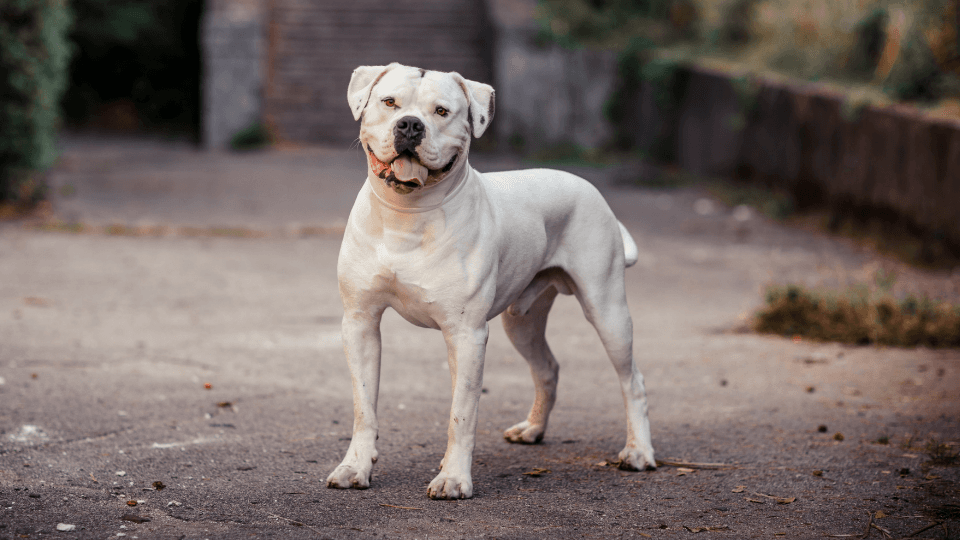 American Bulldog standing in the driveway