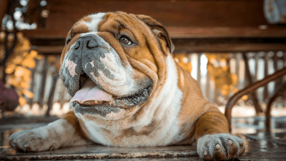 English Bulldog laying on the floor