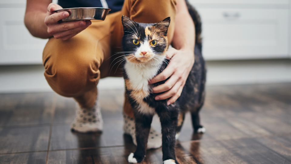 Is Prudent Pet Insurance the best option for your beloved pet? Find out more about their plans, prices, perks, and more in our Prudent pet insurance review.