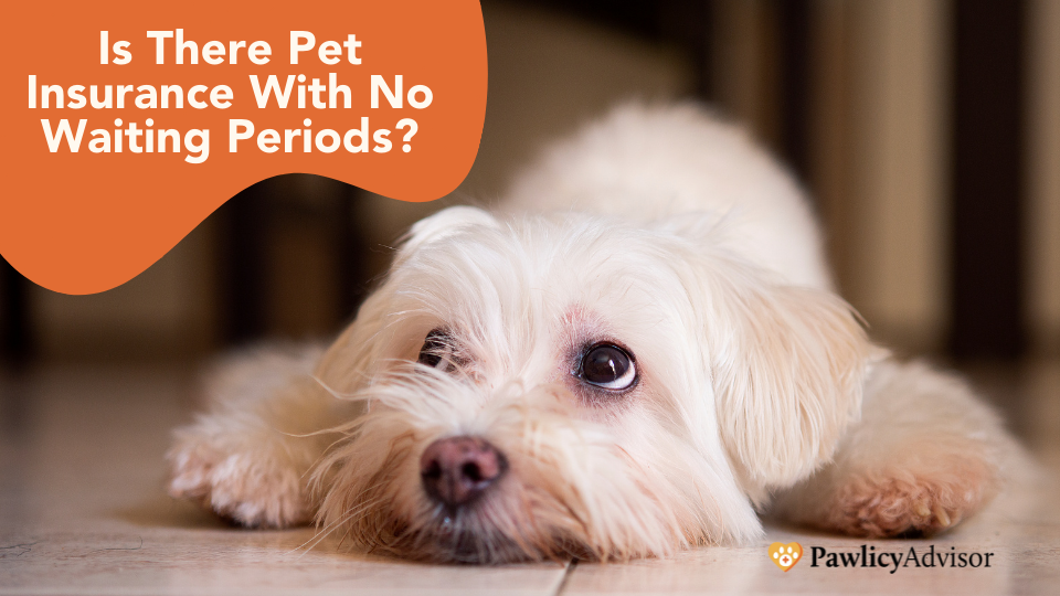 Looking for pet insurance with no waiting period? It may be hard to find a plan effective immediately, but Pawlicy Advisor can help you find plans with the shortest wait.