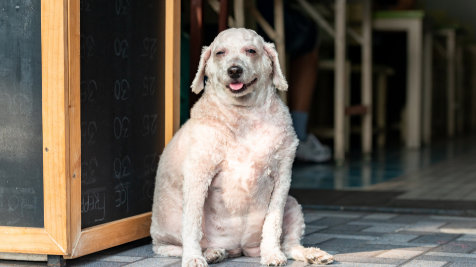 Hypothyroidism in overweight dog smiling sitting up