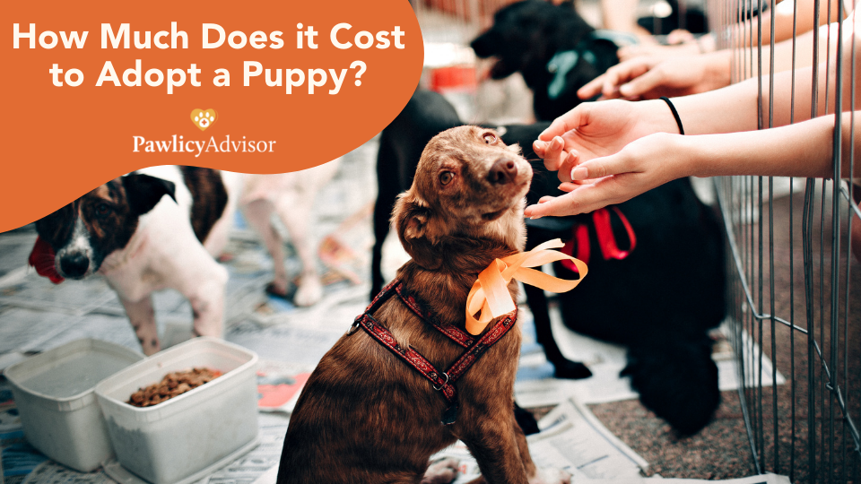 cost of a puppy