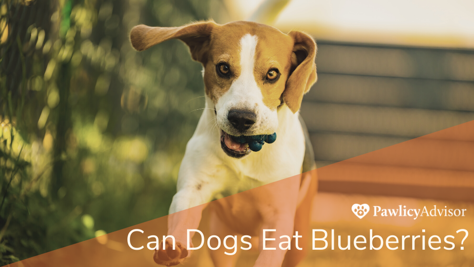 Blueberries offer many health benefits for humans and canines alike. However, too much of a good thing can actually prove to be bad.